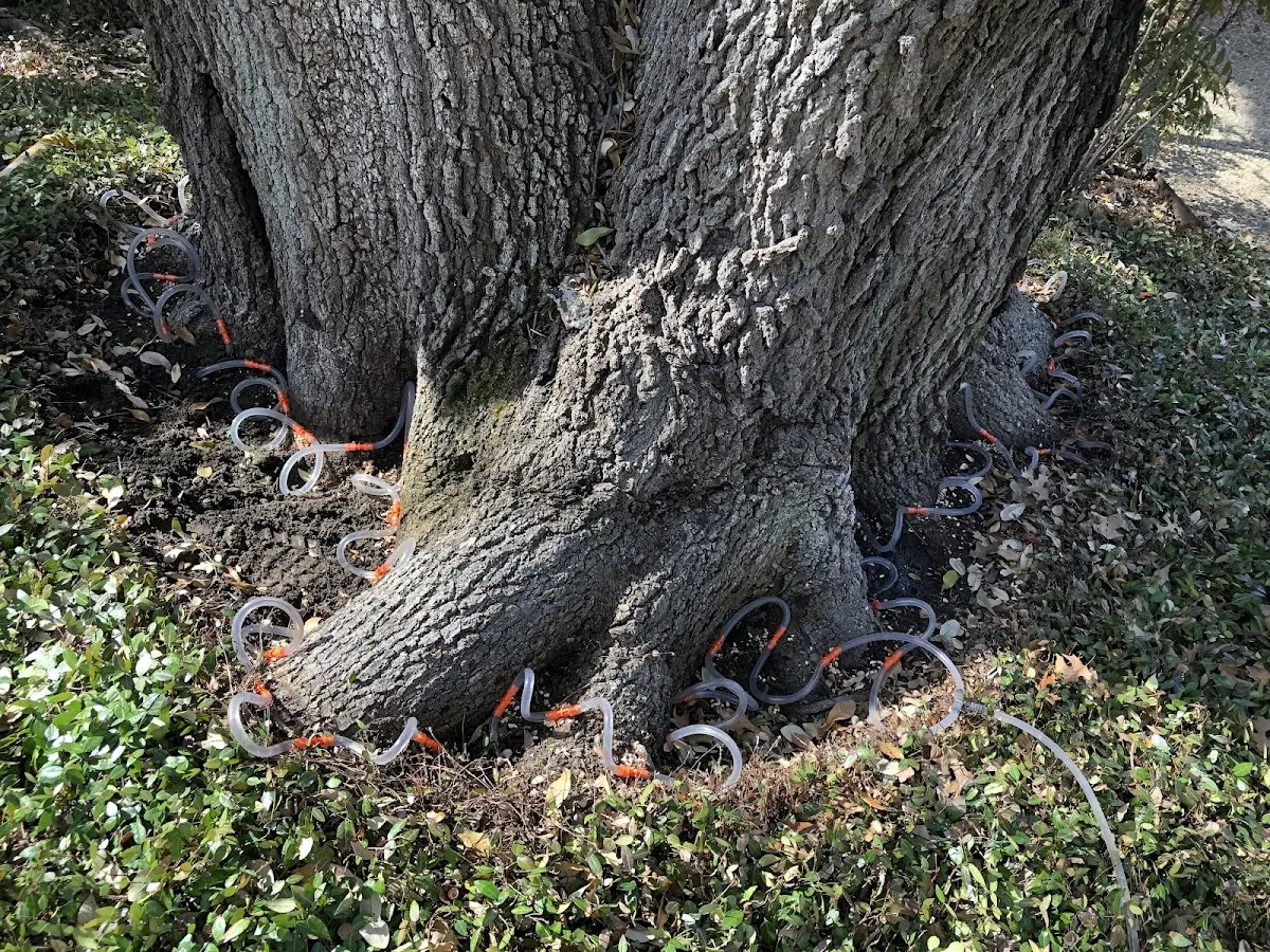 Detailed Tree Cabling and Bracing job site in Minneapolis
