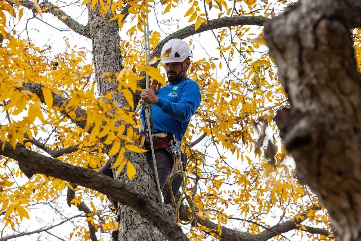 Skilled Tree Transplanting crew working in Minneapolis